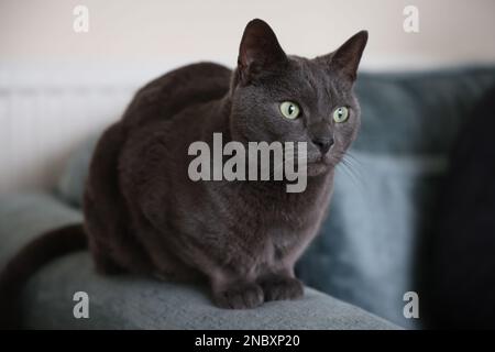 Russian blue crossbreed cat Stock Photo