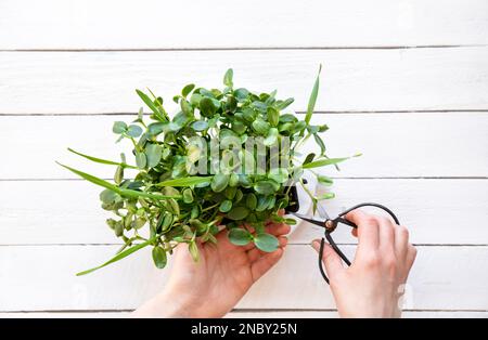 Sunflower sprouts known as microgreens growing in home kitchen and woman hand cut leaves for eating. Healthy and full of vitamins salad. Stock Photo