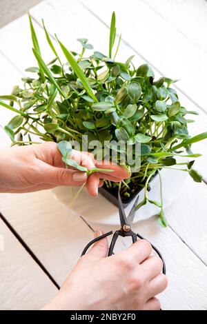 Sunflower sprouts known as microgreens growing in home kitchen and woman hand cut leaves for eating. Healthy and full of vitamins salad. Stock Photo