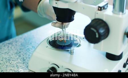 close-up, Microscope with corn seeds. lab worker, in gloves, examines sprouted, rooted corn seeds, with microscope. Science laboratory research, biotechnology, GMO concept. High quality photo Stock Photo