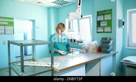 lab worker studying, examines sprouted, rooted corn seeds, in laboratory. Science laboratory research, biotechnology, GMO concept. germination of seeds of various grains, crops. High quality photo Stock Photo