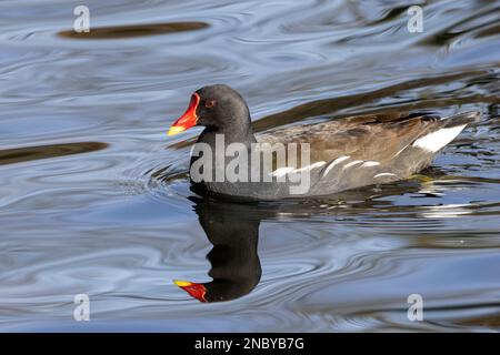 The Moorhen is common member of the rail family, found on most inland waterways around the UK. They are a bit smaller than their relative, the Coot. Stock Photo