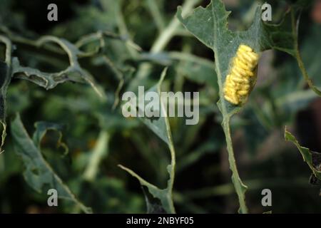 Cocoons of the parasitic parasitoid wasp Cotesia glomerata, the white butterfly parasite, which typically parasitises the cabbage white caterpillar. Stock Photo