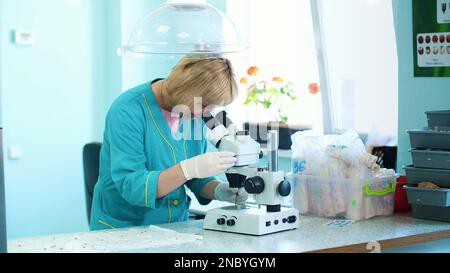 biochemist working in the lab with sprouted, rooted corn seeds, examines them with microscope, in laboratory. Science laboratory research, biotechnology, GMO concept. High quality photo Stock Photo