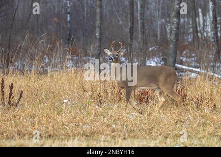 Young 6 point buck hi-res stock photography and images - Alamy