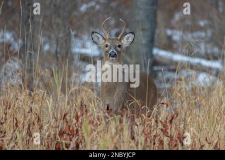 6 point buck hi-res stock photography and images - Alamy