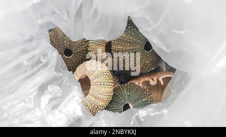 Sea urchin shells in a plastic bag Stock Photo