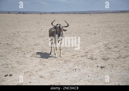 Wildebeest or brindled gnu (Connochaetes taurinus), a lone individual on a very dry plain during a prolonged drought in Amboseli National Park Stock Photo