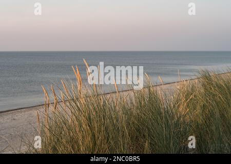 Dune grass, beach and sea, in golden hour soft light at sunset Stock Photo