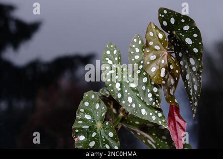 Begonia maculata plant on a grey background. Trout begonia leaves with white dots and metallic shimmer, close up. Spotted begonia houseplant with gree Stock Photo