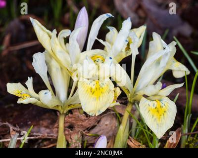 Hardy, winter flowering, pale yellow and blue marked ornamental iris, Iris reticulata 'Katherine Gold' Stock Photo