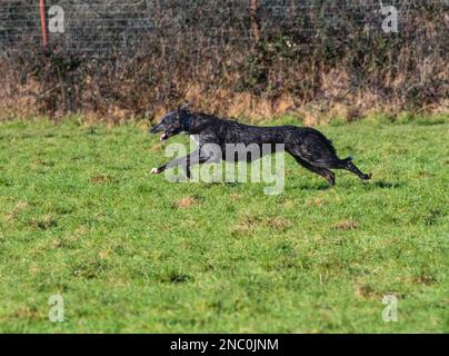 Puppy deerhound x greyhound lurcher at full speed showing the extended phase of the sighthound double suspension gallop Stock Photo