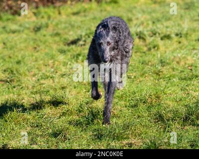 Puppy deerhound x greyhound lurcher shown head on while in his full speed gallop Stock Photo