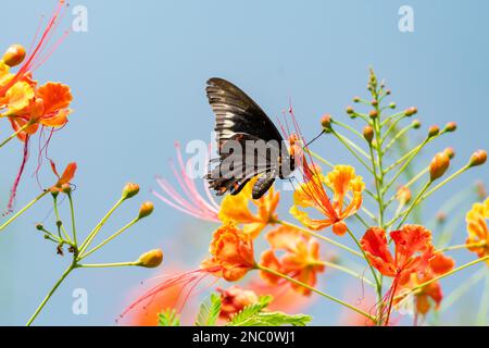 Black Swallowtail butterfly on tropical orange flowers isolated against the blue sky. Stock Photo