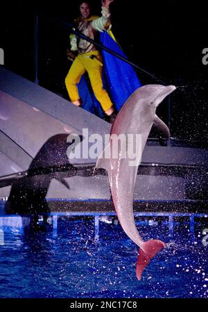 Dolphins leaping out of the water during a performance at Sea Life park ...