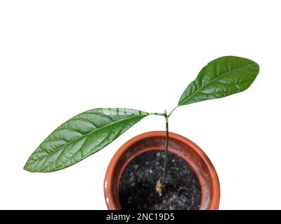 Avocado plant isolated on white background. Green avocado leaves Stock Photo