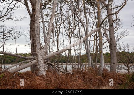 Dead fallen trees  at Benacre, Suffolk, England, United Kingdom Stock Photo