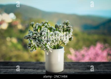 Gypsophila paniculata flower Stock Photo - Alamy