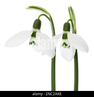 Beautiful snowdrops isolated on white. Spring flowers Stock Photo