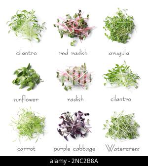 Set of different fresh microgreens on white background, top view Stock Photo