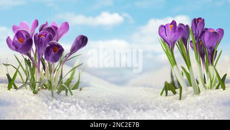 Beautiful spring crocus flowers growing through snow outdoors, banner design Stock Photo