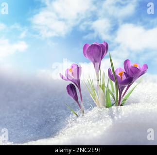 Beautiful spring crocus flowers growing through snow outdoors Stock Photo