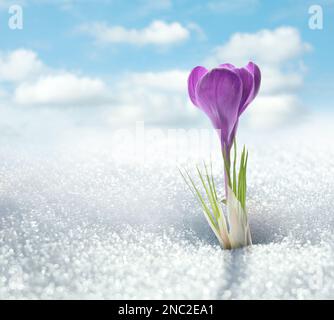 Beautiful spring crocus growing through snow outdoors, space for text Stock Photo