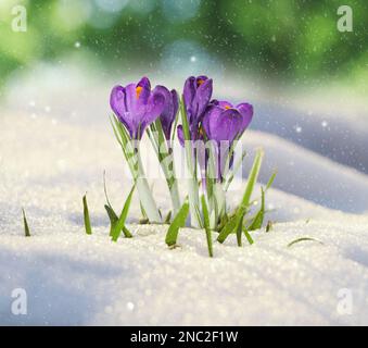Beautiful spring crocus flowers growing through snow outdoors on sunny day Stock Photo