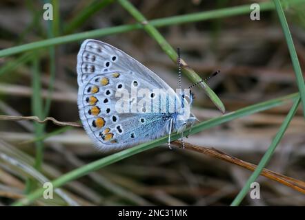 Common Blue (Polyommatus icarus) adult male resting on grass with wings closed  Poland              May Stock Photo