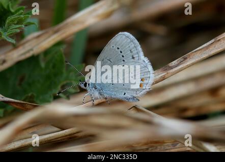 Short-tailed Blue butterfly (Everes argiades) adult male at rest with wings closed  Poland     May Stock Photo