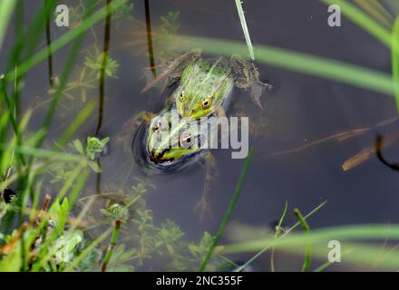 Pool Frog (Rana lessonae) pair mating in shallow pond  Poland     May Stock Photo