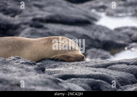A sea lion sleeping on the volcanic rock on the island of Santiago (Isla Santiago) in the Galapagos, Ecuador. Stock Photo