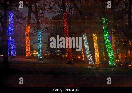 lighted tree trunks, multicolor, Christmas, festive, holiday, outdoor lights, night, Longwood Gardens, Pennsylvania, Kennett Square, PA, winter Stock Photo