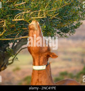 New Forest pony stretching upwards to reach the leaves on the lowest hanging branches of a holly tree Stock Photo