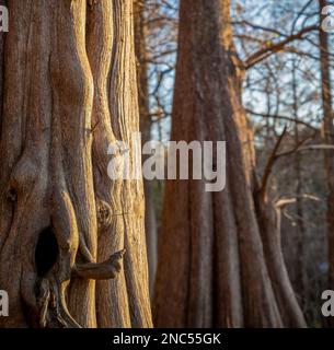 Pond Cypress tree trunk detail at Indian Lake State park, Florida Stock Photo