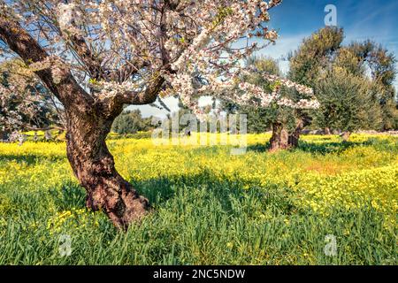 Beautiful spring scenery. Blooming apple trees in olive garden. Marvelous morning view Milazzo cape, Sicily, Italy, Europe. Beauty of nature concept b Stock Photo