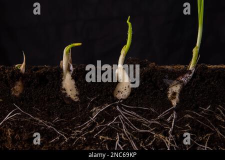Young shoots of garlic with roots. Stock Photo