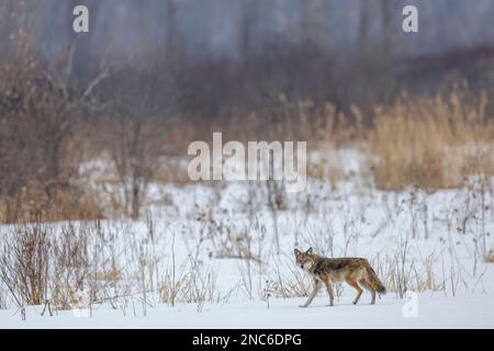 (Ottawa, Canada---13 February 2023) Coyote in the greenbelt at the Mer Bleue Bog boardwalk feeders. Photograph Copyright 2023 Sean Burges / Mundo Spor Stock Photo