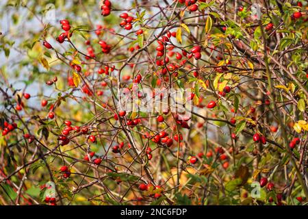 Red rose hips berries on a dog rose shrub, Rosa canina, Essex UK Stock Photo