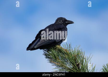Carrion Crow ,Corvus corone corone Stock Photo