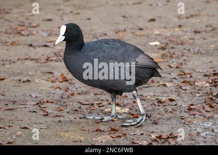 Eurasian coot, Fulica atra, common coot Stock Photo