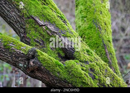 Tree branches covered with green moss Stock Photo