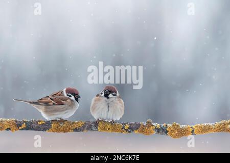 pair of birds sparrows sitting on a branch in a winter snow garden Stock Photo