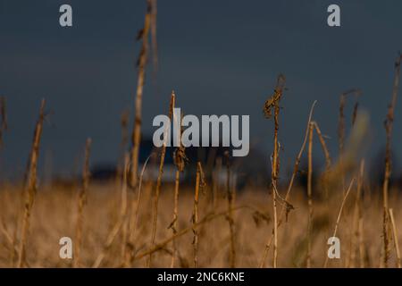 Farms and fields near Bad Hall town in cold winter without snow Stock Photo