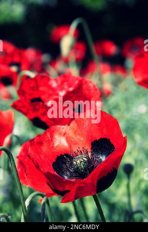 Red single poppies in a garden. Stock Photo