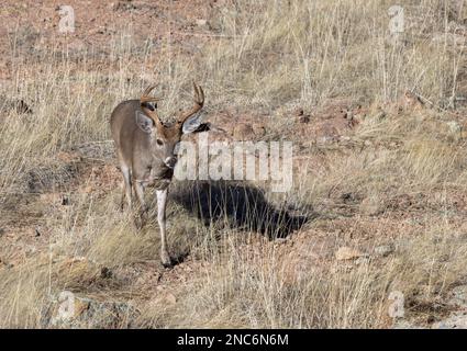 Buck Coues Whitetail Deer in the rut in the Chiricahua National Monument Arizona Stock Photo