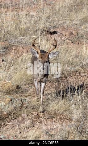 Buck Coues Whitetail Deer in the rut in the Chiricahua National Monument Arizona Stock Photo