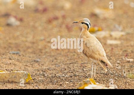 Cream-colored courser (Cursorius cursor) foraging in the arid landscape of Fuerteventura Spain. Stock Photo