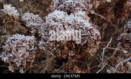 Dried hydrangea flower head covered with morning frost. Frost on branches and flowers. Winter in the cottage garden. Cottage gardens. Stock Photo