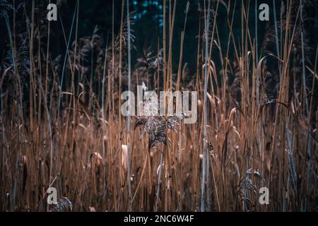 Aquatic plant in the rays of the winter sun Stock Photo